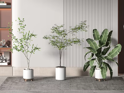Indoor Bonsai Potted Plants with White Pots and Green Foliage in Modern Room 3d model