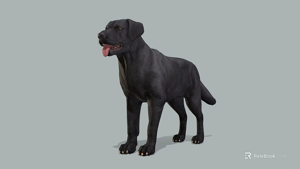 Realistic Black Labrador Dog Standing On Gray Background With Tongue Out 3d model 