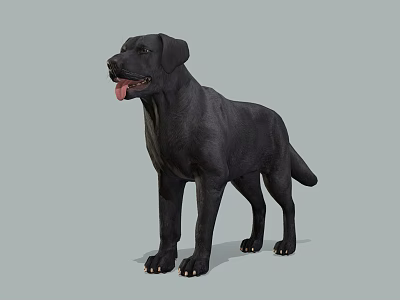 Realistic Black Labrador Dog Standing On Gray Background With Tongue Out 3d model