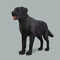 Realistic Black Labrador Dog Standing On Gray Background With Tongue Out