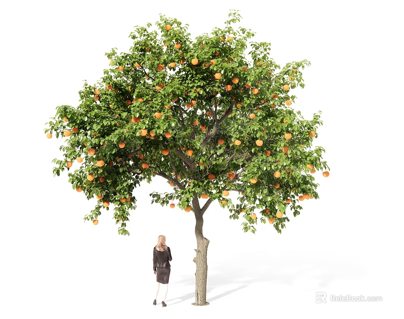 Tall Fruit Laden Arbor With Green Leaves And Orange Fruits Person Standing Beneath 3d model 