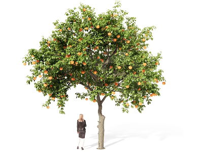Tall Fruit Laden Arbor With Green Leaves And Orange Fruits Person Standing Beneath 3d model