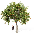 Tall Fruit Laden Arbor With Green Leaves And Orange Fruits Person Standing Beneath
