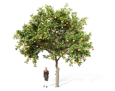 Tall Fruit Laden Arbor With Green Leaves And Orange Fruits Person Standing Beneath 3d model