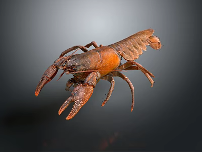 Detailed Brown Aquatic Animal Crayfish With Prominent Claws And Segmented Body Isolated On Dark Background 3d model