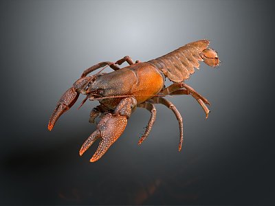 Modern Lobster Large Lobster Shrimp Crystal Lobster 3d model