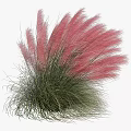 Ornamental Clumping Shrub With Pink Feathery Plumes And Green Foliage For Garden Landscaping