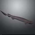 Realistic Purple Shark Model Isolated On Gray Background With Detailed Features