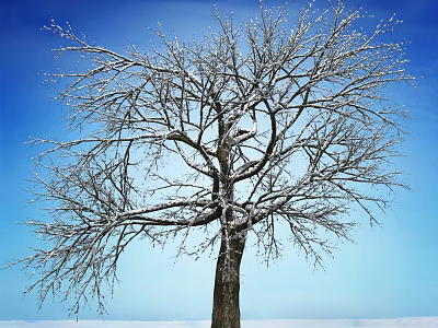 A Majestic Leafless Tree With Snow Covered Branches Against Clear Blue Sky In Winter 3d model