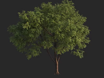 Lush Green Arbor With Detailed Trunk And Roots On Dark Background 3d model