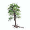 Modern Tree Landscape Old Tree Banyan Tree Arbor 3d model