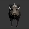 Wild Boar With Thick Coarse Fur Standing On Dark Background In Detailed View 3d model