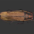Brown And Orange Beetle With Long Antennae On Dark Background 3d model
