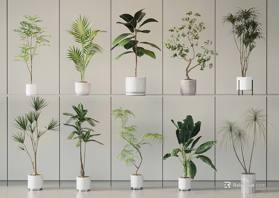 Various Types of Indoor Potted Plants With White Pots Displayed on Gray Wall Shelves 3d model 