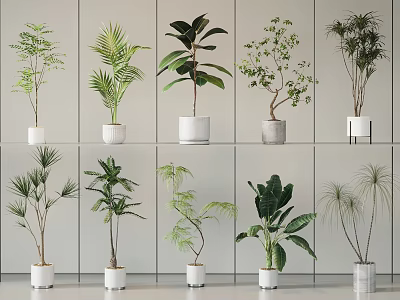 Various Types of Indoor Potted Plants With White Pots Displayed on Gray Wall Shelves 3d model