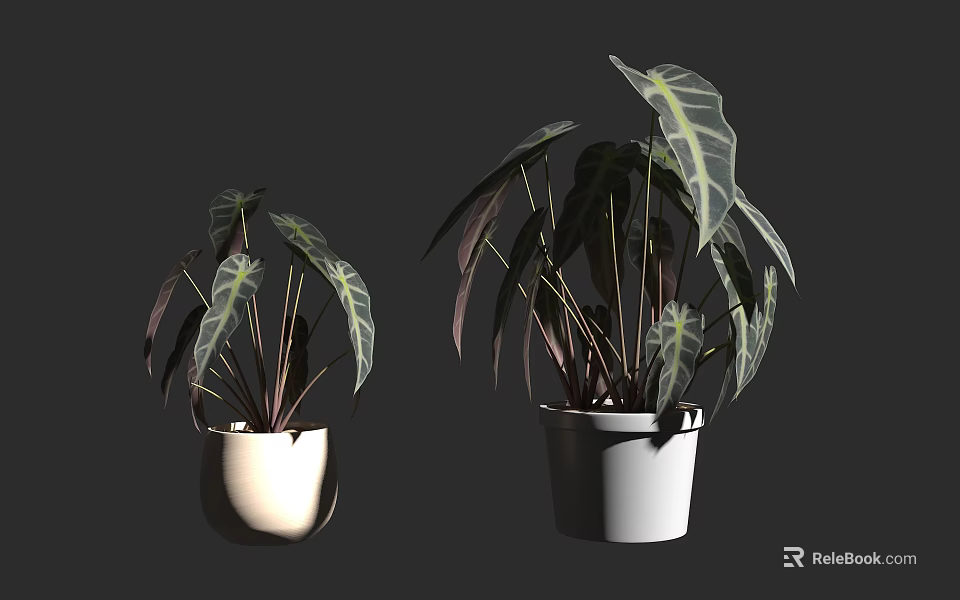 Potted Bonsai Plants With Large Green And Purple Leaves In White Pots 3d model 