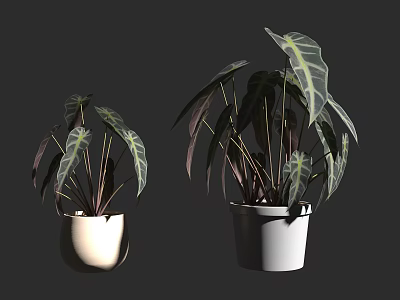 Potted Bonsai Plants With Large Green And Purple Leaves In White Pots 3d model