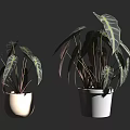 Potted Bonsai Plants With Large Green And Purple Leaves In White Pots