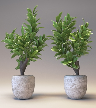 Modern Potted Plant Indoor Potted Plant 3d model