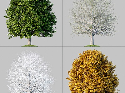 landscape tree winter tree four-season tree spring and summer tree model