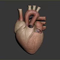 Detailed 3D Anatomical Heart Model As Medical Device For Educational Training