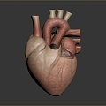 Heart Heart Human Heart Heart Anatomical Organs Human Organs Human Body 3d model