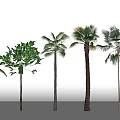 Different Types of Trees with Varied Leaf Shapes and Trunks Arranged in Row