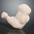 Detailed Anatomical Muscle Arm Model With Fist Pose White Sculpture Structure