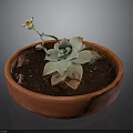 Succulent Plant Growing In Red Clay Pot With Green Leaves And Small Flower