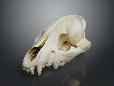 Animal Skull Skeletal Organ with Sharp Teeth and Cranial Features on Dark Reflective Surface 3d model