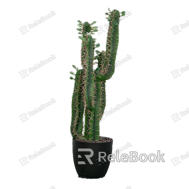 Plant Cactus Potted Plant model