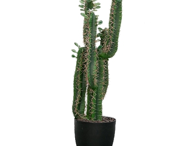 Plant Cactus Potted Plant model