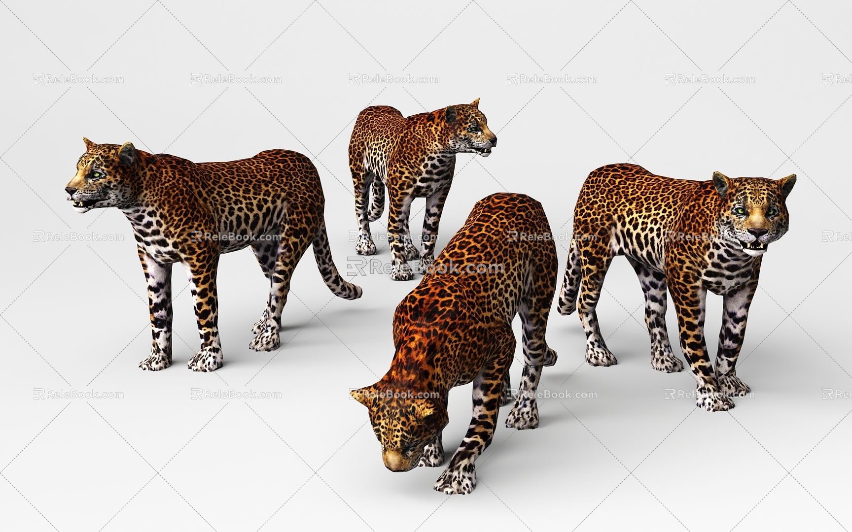 leopard african leopard 3d model