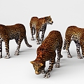 leopard african leopard 3d model