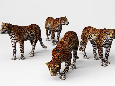 Realistic 3D Leopard Models In Different Poses 3d model