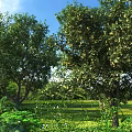 Natural Outdoor Plant Combination With Green Grass Trees And Low Shrubs