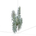 Ornamental Silver Leaf Plant With Slender Green Foliage For Garden Decoration
