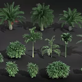 Various Tropical Trees Collection With Diverse Foliage And Trunk Features 3d model