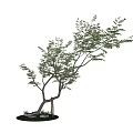 Two Shaped Chinese Hackberry Trees With Green Foliage And Curved Branches 3d model