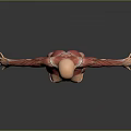 Human Anatomical Model Displaying Detailed Muscular Structure Of Limbs And Torso