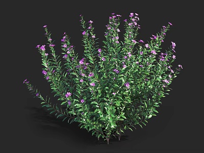 Lush Green Leafy Plant Featuring Vibrant Purple Flowers In Full Bloom 3d model