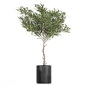 Three Olive Tree Bonsai Potted In Stylish Pots For Indoor Decoration