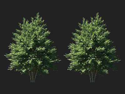 Two Lush Green Arbor Trees With Dense Foliage And Multiple Trunks 3d model