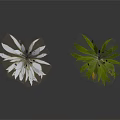 Two Types of Plants With Slender Stems White and Green Leaves and Spiked Tops