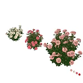 Beautiful Pink And White Blooming Flowers With Lush Green Leaves In Garden