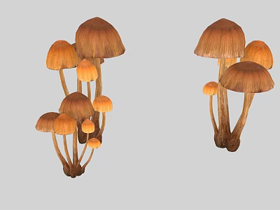 Natural Growing Mushroom Plants Featuring Brown Caps Slender Stems And Orange To Dark Brown Hues 3d model