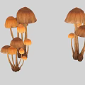 Natural Growing Mushroom Plants Featuring Brown Caps Slender Stems And Orange To Dark Brown Hues