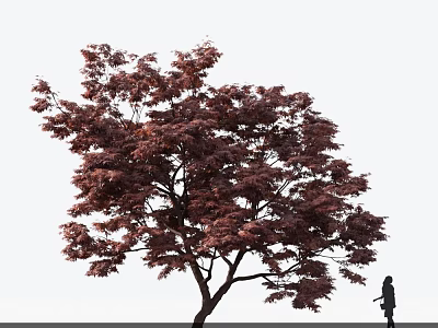 Tall Arbor with Purple Red Leaves and Silhouette of a Person Walking Nearby 3d model