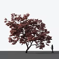 Tall Arbor with Purple Red Leaves and Silhouette of a Person Walking Nearby