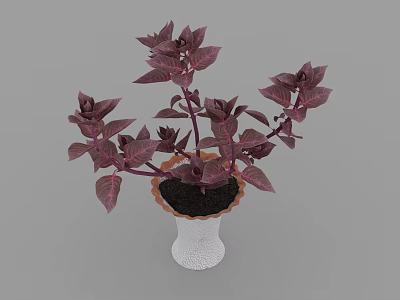 Bonsai Potted Plant With Purple Leaves In White Pot Brown Rimmed Edge For Indoor Decoration 3d model